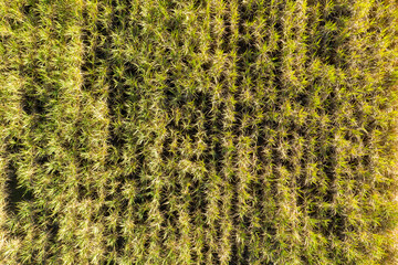 aerial view of a cane field with adult plants