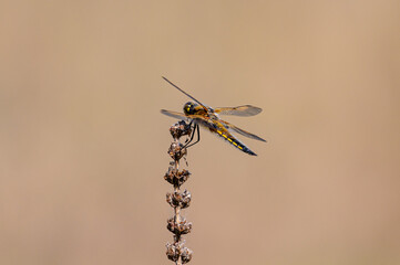 Four spotted chaser dragonfly, Libellula quadrimaculata, female
