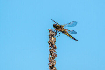 Four spotted chaser dragonfly, Libellula quadrimaculata, female