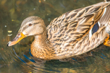 Female Mallard, wild duck (Stockente, Anas platyrhynchos)
