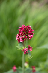 Blossoming Red Valerian