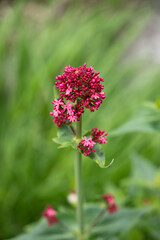 Blossoming Red Valerian
