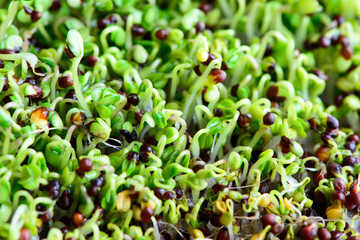Obraz na płótnie Canvas fresh micro greens seeds and green young broccoli sprouts healthy eating vegan diet