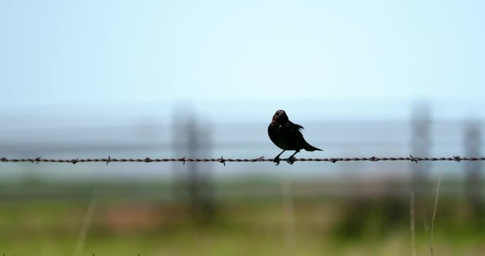 brown-headed cowbird sings on barbed wire fence on windy day balancing