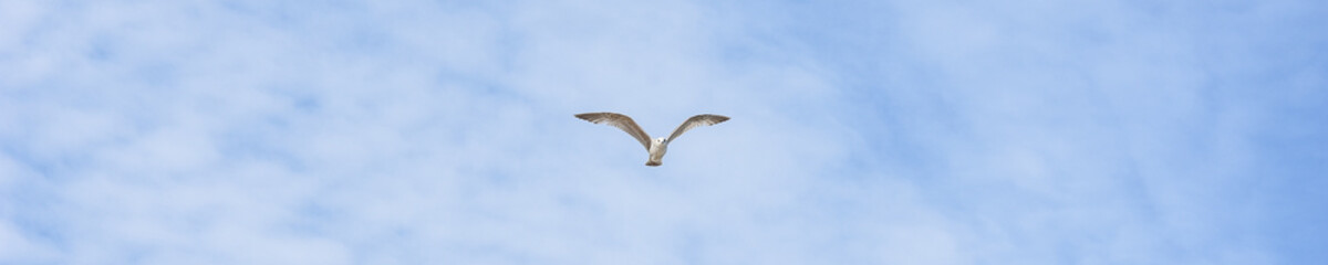 Seagull in the sky