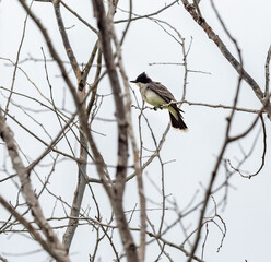 An Eastern Kingbird perches in the trees