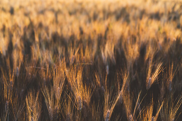 Cereal grain which is a worldwide staple food, Rural Farming agriculture under sunlight