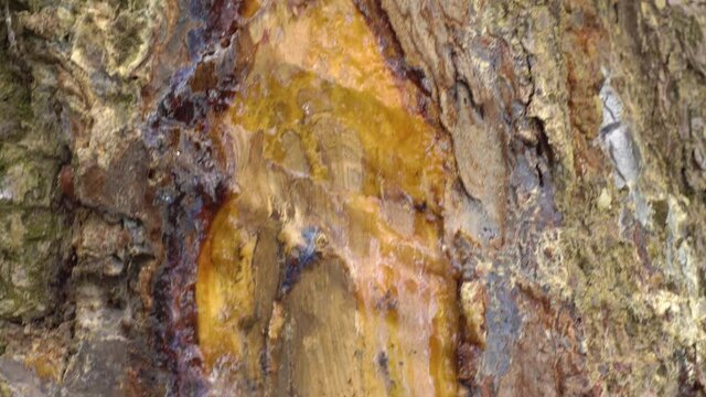 Natural hard yellow resin of pine tree, gallipot - solidified pine resinNatural solid yellow pine resin, gallipot - cured pine resin. drains from a wounded tree bark in a forest.