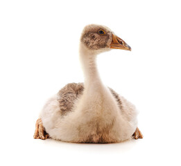 Fototapeta premium One gray goose.