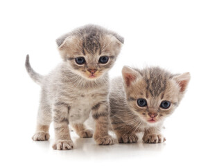 Two small kittens.