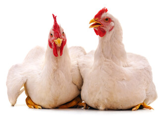 Two white chicken.
