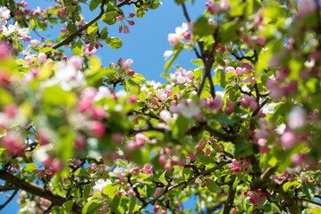 Apfelblüten am Baum im Frühling