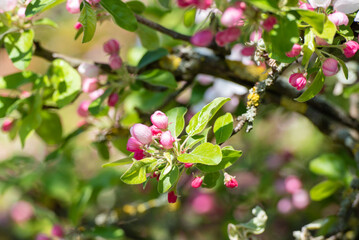 Fototapeta na wymiar Apfelblüten am Baum im Frühling