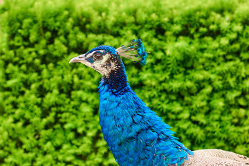 Fototapeta premium Bright blue head and neck of peacock with feathers as a crest on green bush background