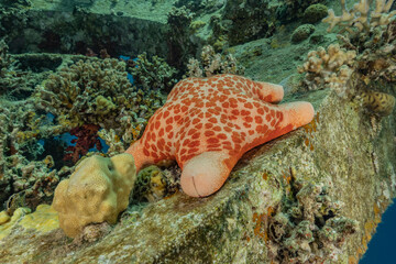 Starfish On the seabed in the Red Sea, eilat israel
