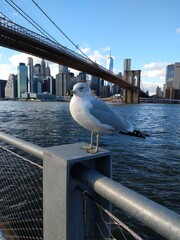 seagull on the Brookyn bridge
