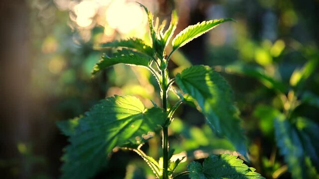 Green common nettle in sunset light with bright rays background in the summer garden