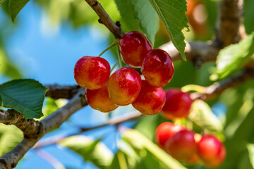 Cherry close up on a blurry background of cherry branches. Selective focus. 