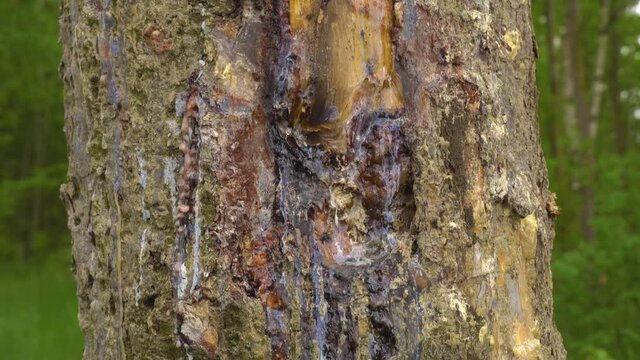 Natural hard yellow resin of pine tree, gallipot - solidified pine resinNatural solid yellow pine resin, gallipot - cured pine resin. drains from a wounded tree bark in a forest.