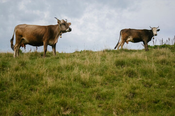 Animals on the mountain meadow, cows graze in the Carpathian meadows