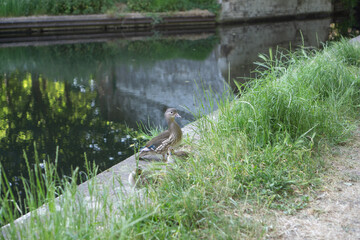 Female mandarin duck with chicks at the edge of a canal and sheltered by some grasses.