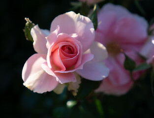 Pink tea rose flower head in bloom.