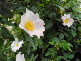 White wild rose flower with raindrops on petals on background of lush greenery. Floral wallpaper. Beauty in nature.      