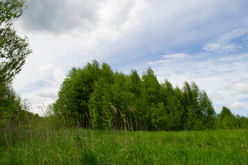A young birch forest and meadow in front of it against a blue sky with clouds.
