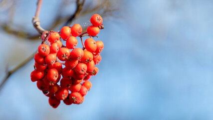 Red rowan berries on a background of blue sky in sunny weather, copy space