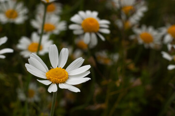 Wild Chamomile flower close-up with blurred background photography