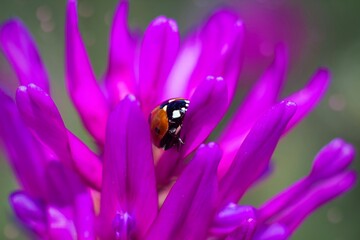 Ladybug on a purple flower 