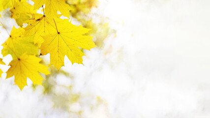 Close up of yellow autumn leaves on bright background in sunny weather, copy space