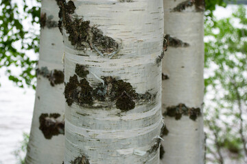 View of the white with black stripes trunks of young birches.