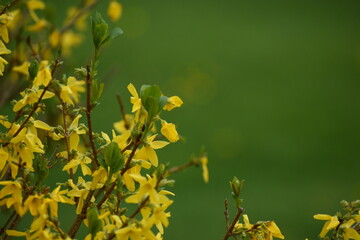 Forsythia Flowers. Spring Background.
