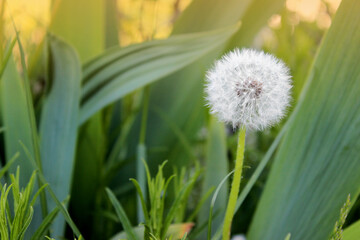  Dandelion in the background of grass after lunch on a sunny day