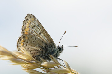 Nahansicht eines Schmetterlings - Bläuling
