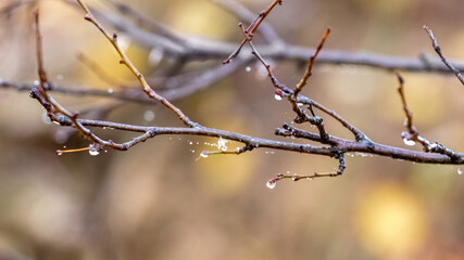 Raindrops on a bare tree branch with a blurred background. Autumn sadness, bad mood