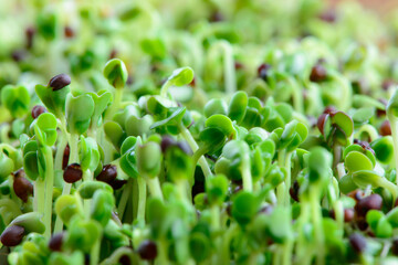fresh micro greens seeds and green young broccoli sprouts healthy eating vegan diet