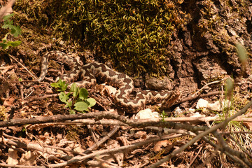 Horned viper in the shade of the oak tree