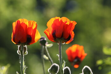 Red poppy flowers, isolated flower heads