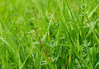 Green on Green