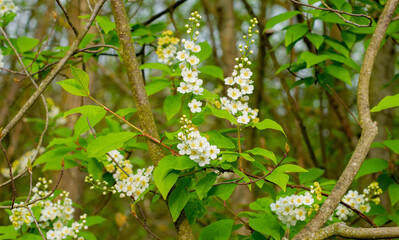 Blossom at the Arrival of Spring