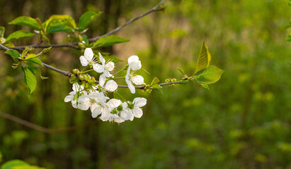 Blossom at the Arrival of Spring