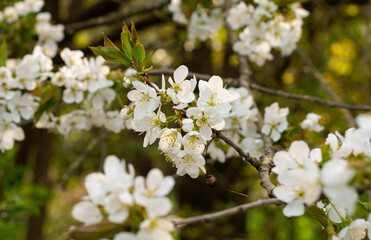 Blossom at the Arrival of Spring
