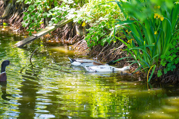 some ducks from Anas platyrhynchos  swim on a small pond and enjoy the beautiful weather