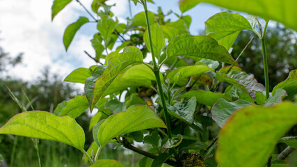 Green leaves