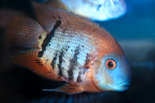 Red Shoulder Severum Heros efasciatus fish from Amazon.