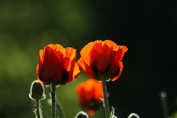 Red poppy flowers against the light, contre-jour shot. Blurred background, poppy isolated.