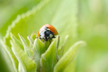Fototapeta premium Marienkäfer auf einer Blume