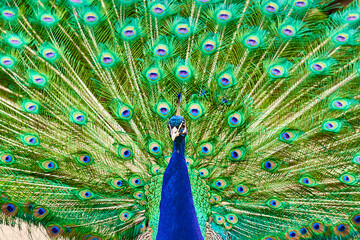Obraz premium A male peacock with a long green tail feathers in the garden.